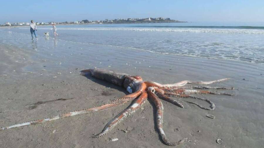 Rare 14 Foot Giant Squid Found On South African Beach