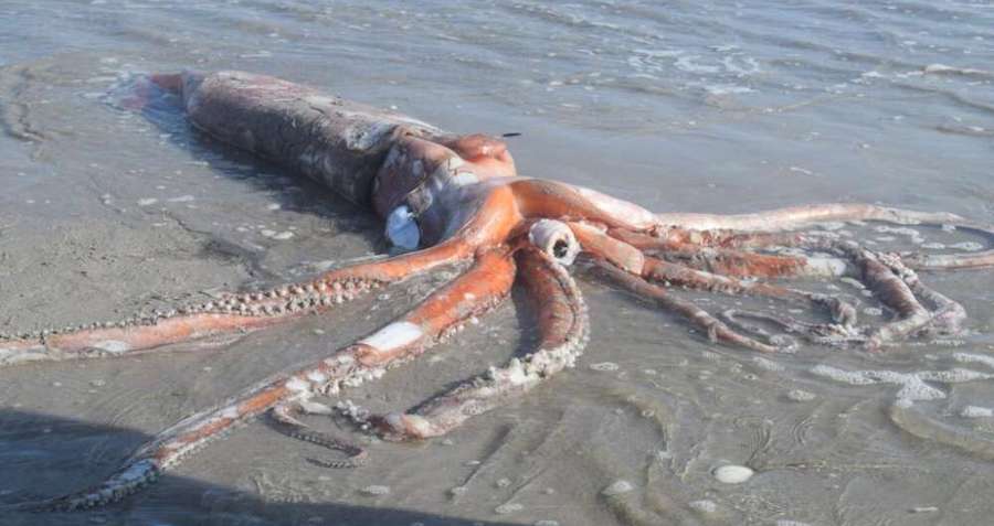 Rare 14-Foot Giant Squid Found On South African Beach