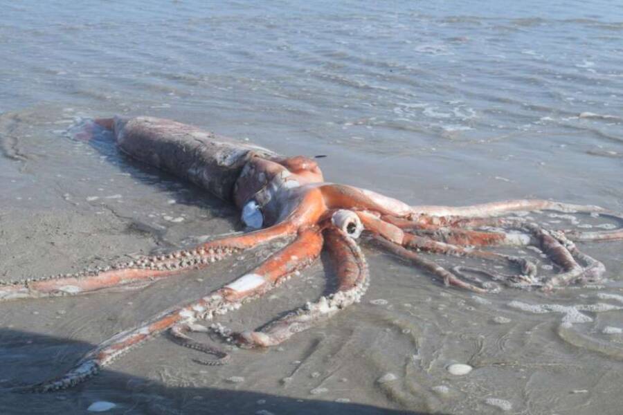 Giant Squid On South African Beach