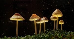 Group Of Magic Mushrooms