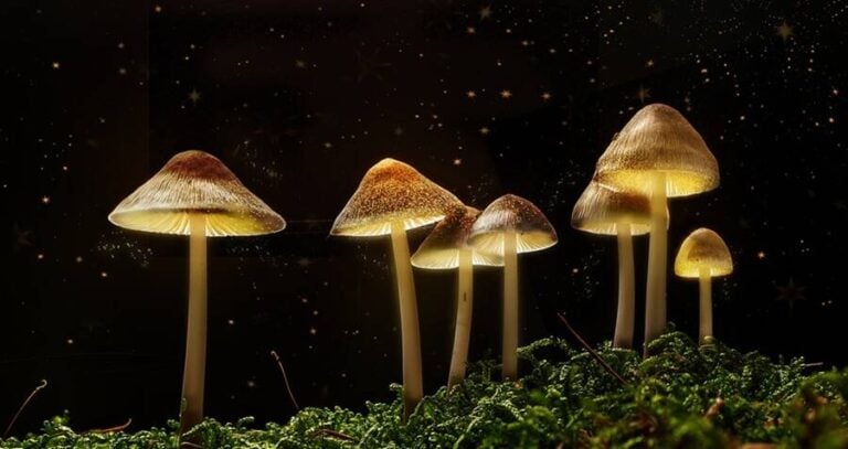 Group Of Magic Mushrooms