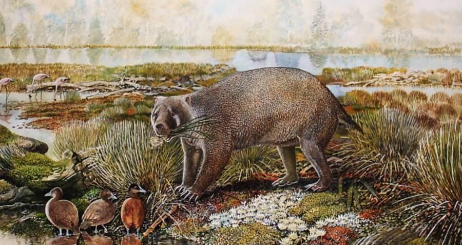 Peter Schouten Mukupirna nambensis had very soft teeth compared to modern wombats, as grasslands in Australia hadn’t developed yet — and they fed 