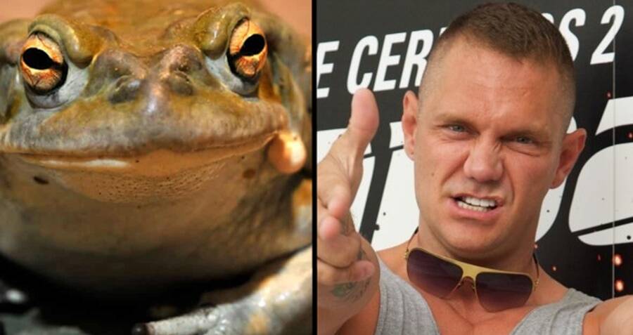 Porn Star Arrested After Mans Death During Mystical Toad Venom Ritual