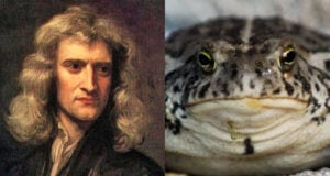Newton Vs Frog