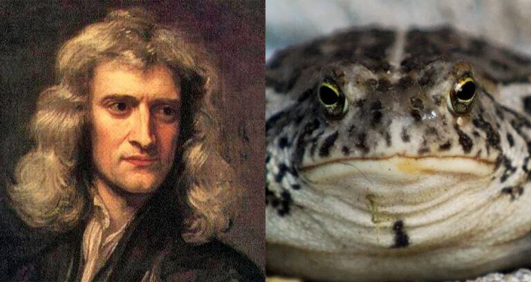 Newton Vs Frog