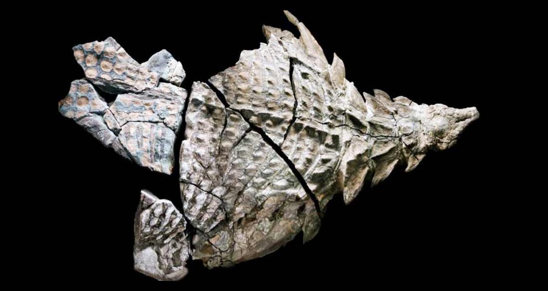 fossilised nodosaur