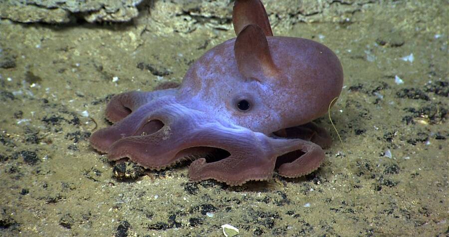 Meet The Dumbo Octopus, The Deep-Sea Creature With Elephant 'Ears'