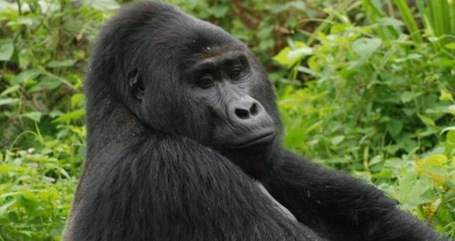 Four Poachers Arrested In Killing Of Uganda's Silverback Gorilla Rafiki