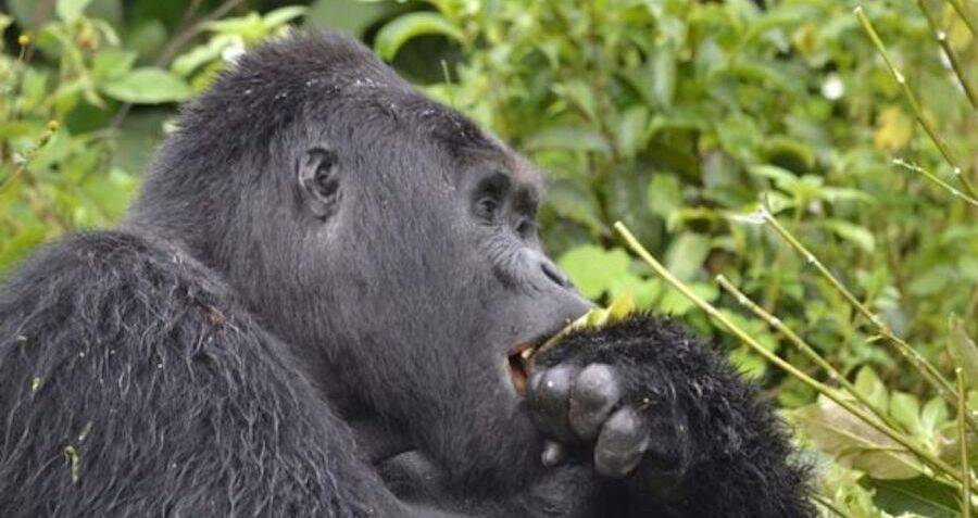 Four Poachers Arrested In Killing Of Uganda's Silverback Gorilla Rafiki