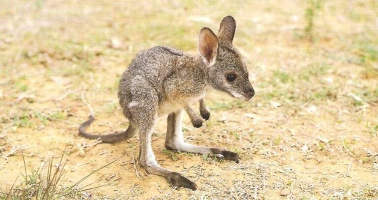 Baby Kangaroo