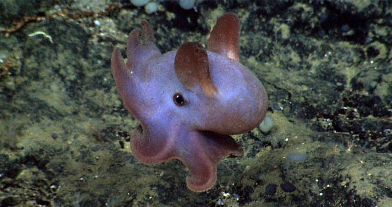 Descending Purple Dumbo Octopus