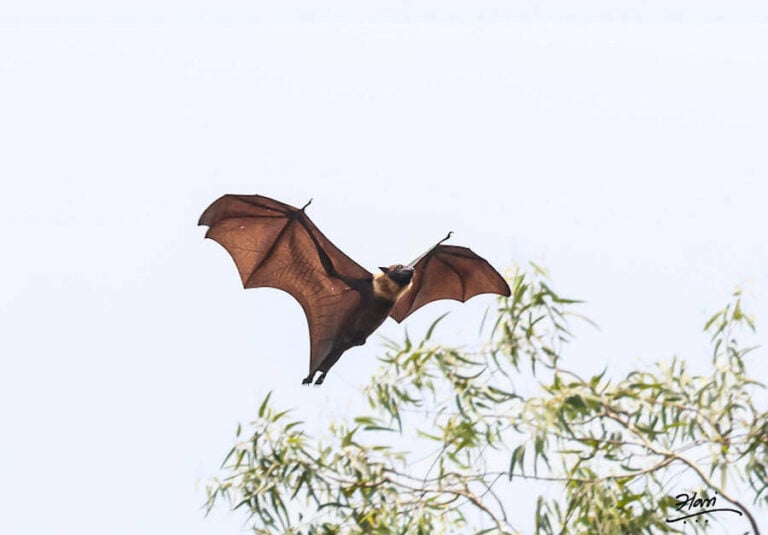 The Giant Golden-Crowned Flying Fox, The Largest Bat In The World