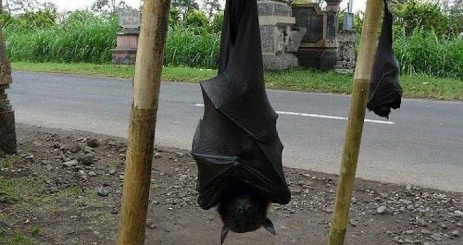 giant fruit bat wingspan
