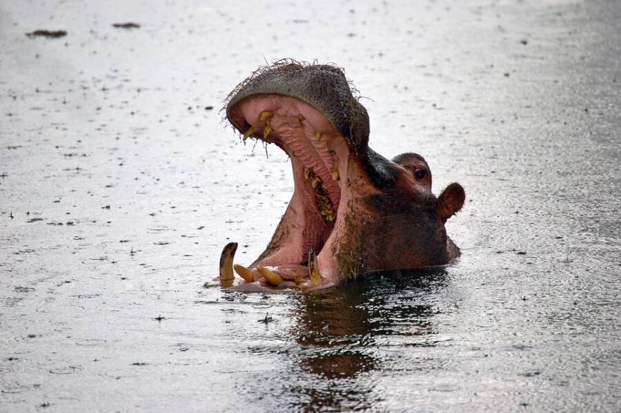 Hipopótamo com a boca aberta