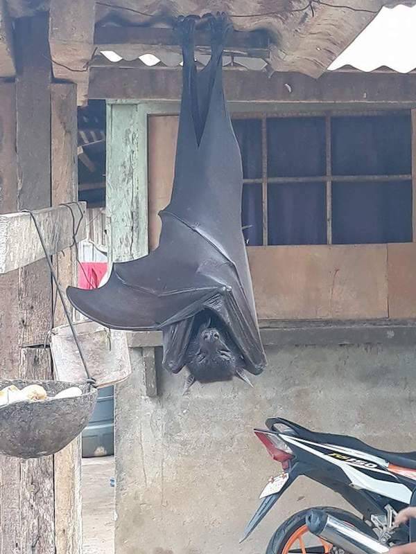 Human Sized Bat