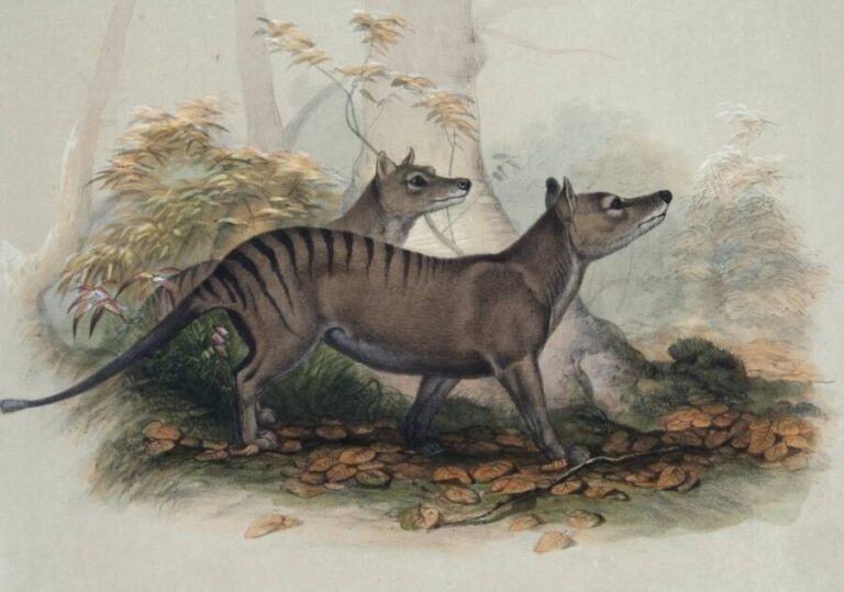 The History Of The Thylacine, The Extinct Tasmanian Tiger Of Australia