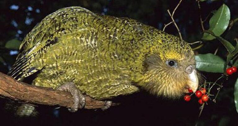 Kakapo On Branch