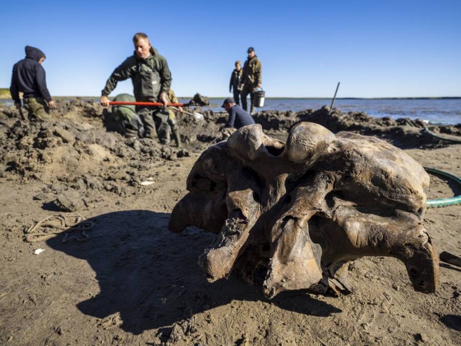 Mammoth Bones From Siberia