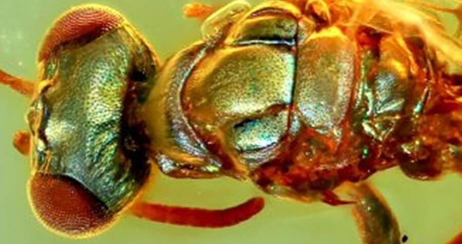 Colorful 99 Million Year Old Insects Preserved In Amber Stun Researchers 1549