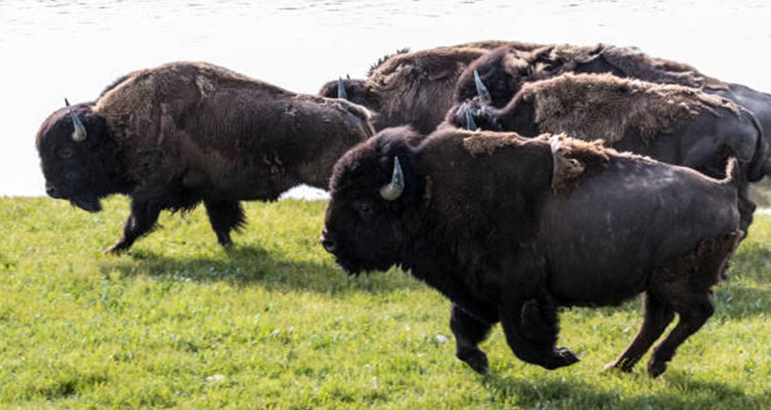 Bison Gores 72-Year-Old Woman Taking Its Photo At Yellowstone Park