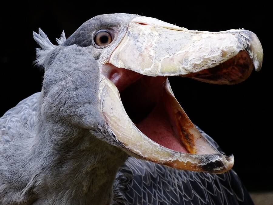 shoebill stork flying