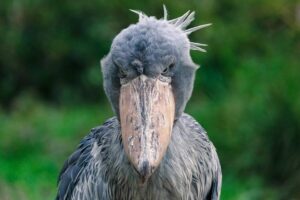 shoebill stork dinosaur