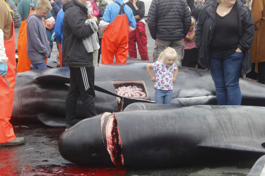 Slaughtered Whales