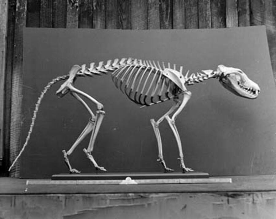 Tasmanian Tiger Skeleton