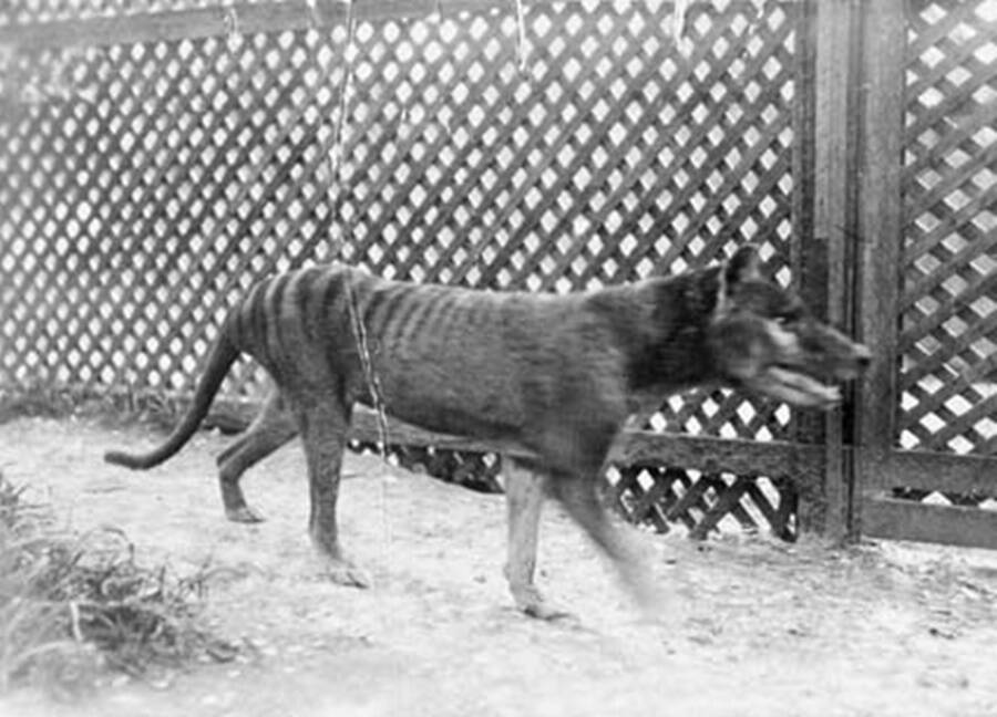 Thylacine In Captivity
