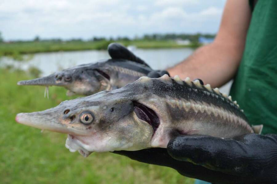 Two Sturddlefish Being Held