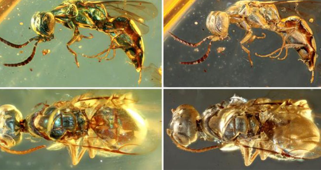 Colorful 99 Million Year Old Insects Preserved In Amber Stun Researchers 8556