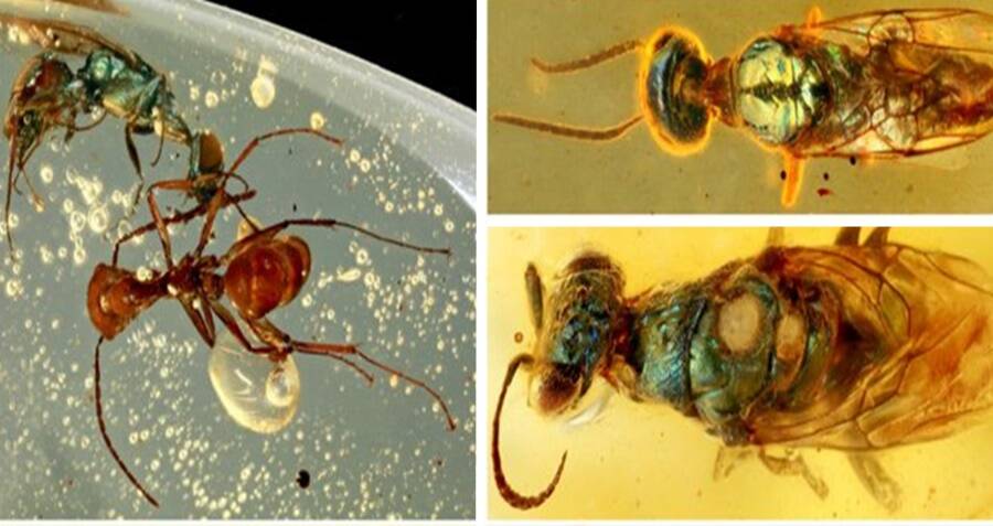 Colorful 99 Million Year Old Insects Preserved In Amber Stun Researchers 2443