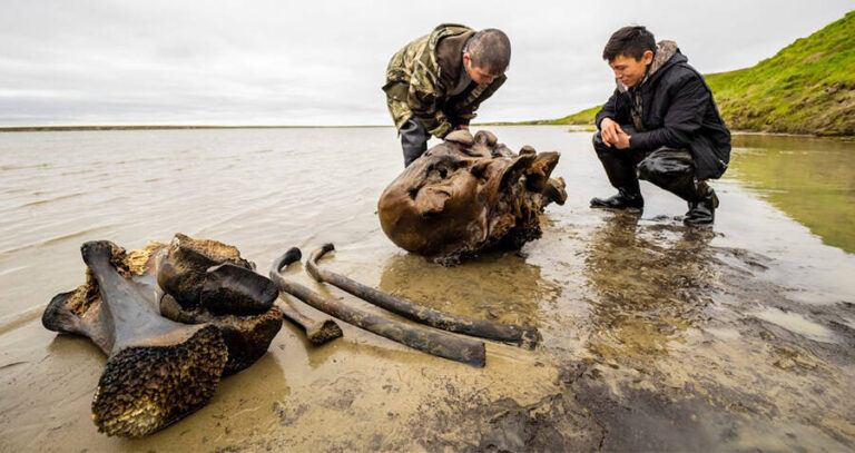 Woolly Mammoth Bones In Siberian Lake