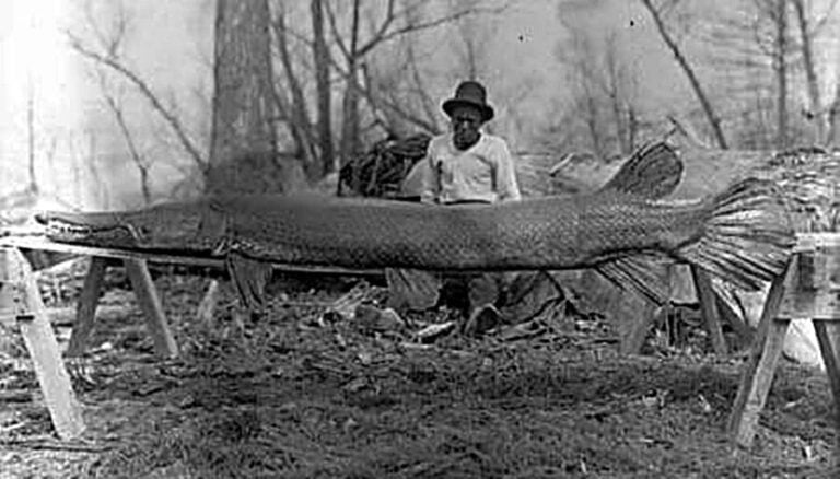 Meet The Alligator Gar Texas 10 Foot Long Megafish meet-the-alligator-gar-texas-10-foot-long-megafish