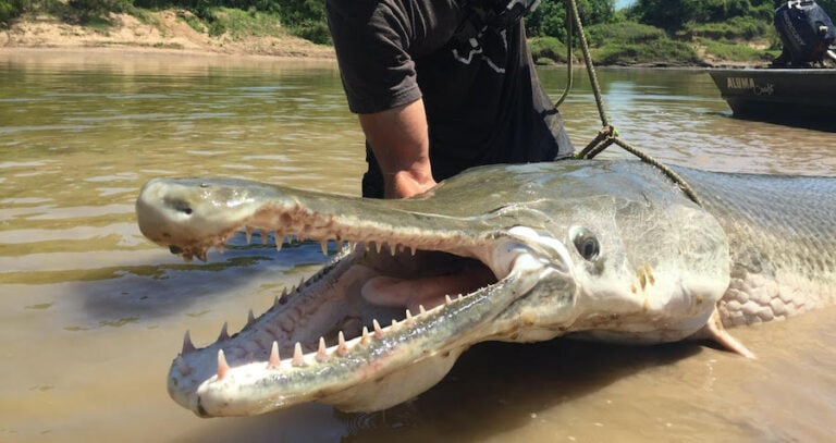 Alligator Gar Featured