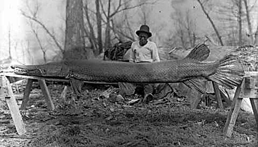 Giant deals alligator gar