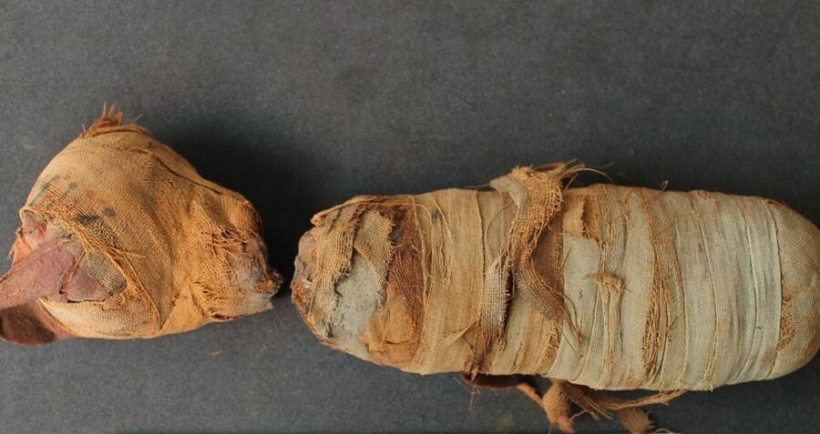 Animal Mummies Unwrapped - The New York Times