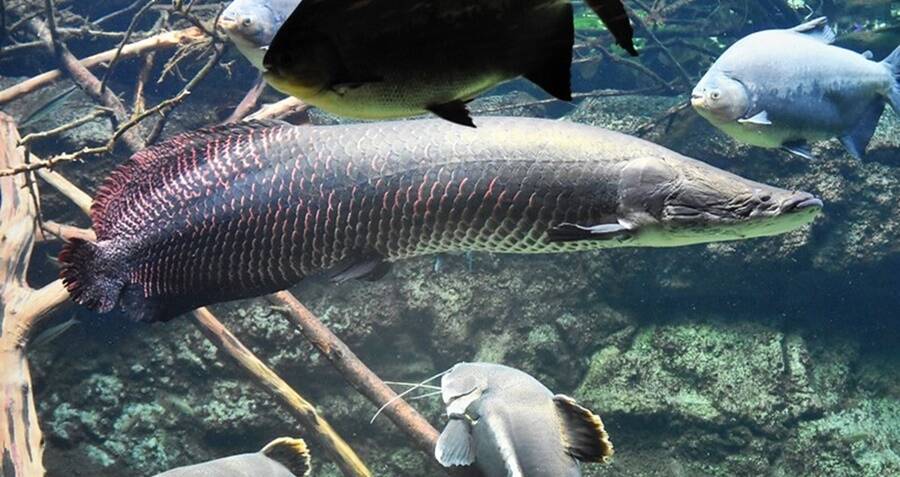 How The Arapaima Fish Has Survived For 23 Million Years