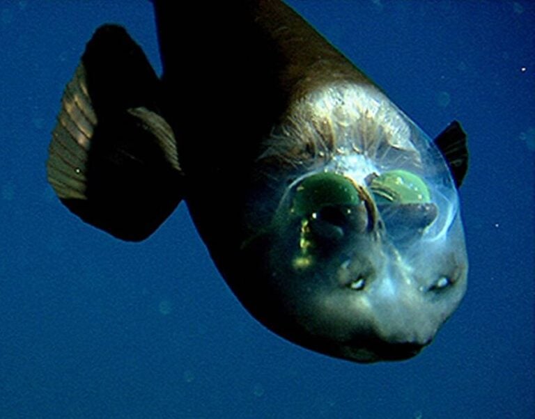Meet The Barreleye, The Fish With A SeeThrough Head