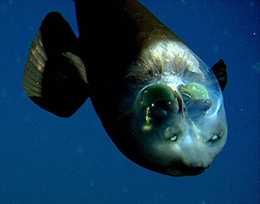 Barreleye Fish Aka Spook Barreleye Fish Aka Spook