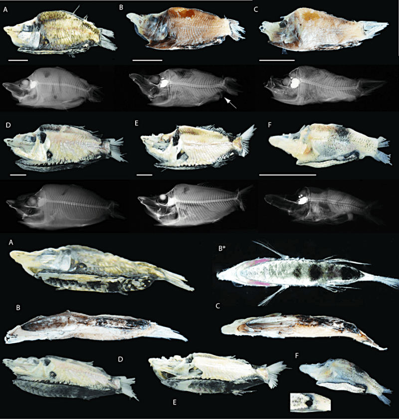 Barreleye Fish Species