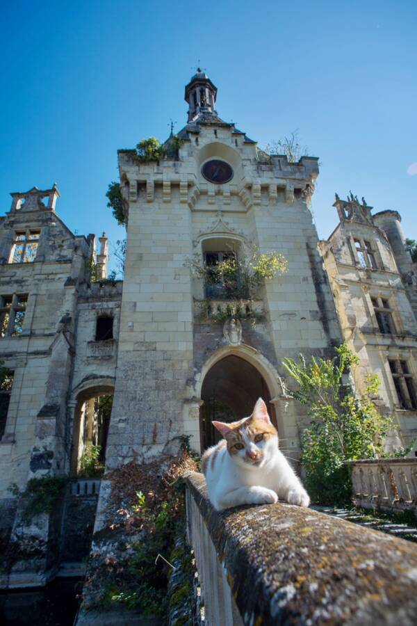 Cat At The Château