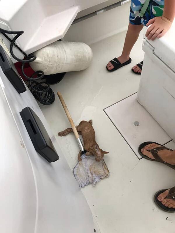 Cat Rescued From Gulf Of Mexico