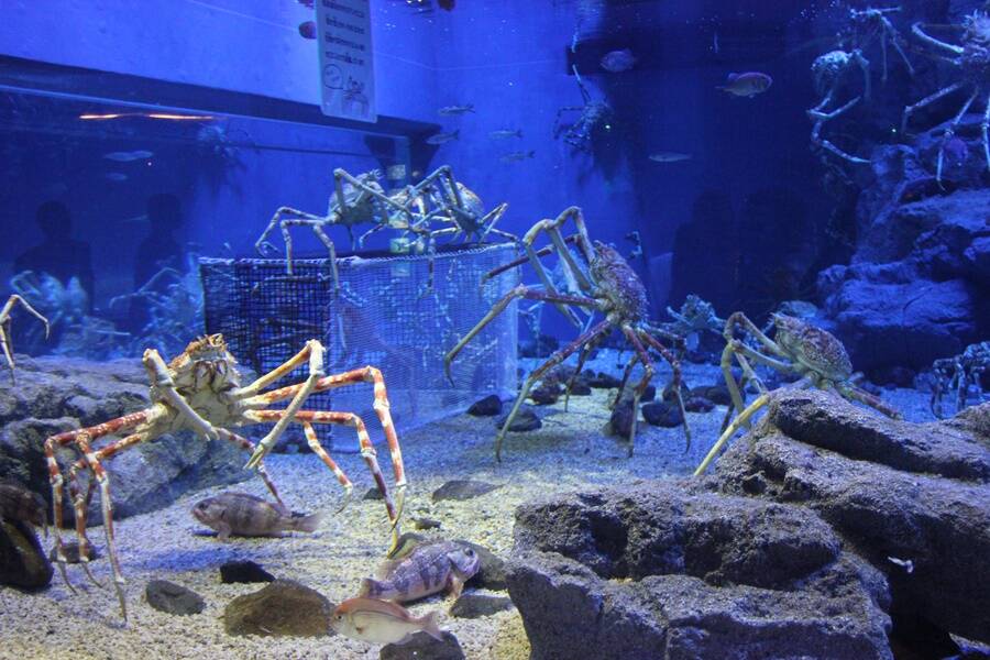 Cluster Of Giant Spider Crabs