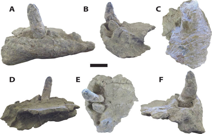 Deinosuchus Teeth Fossils