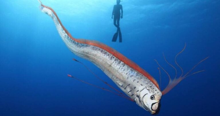 Diver With Oarfish