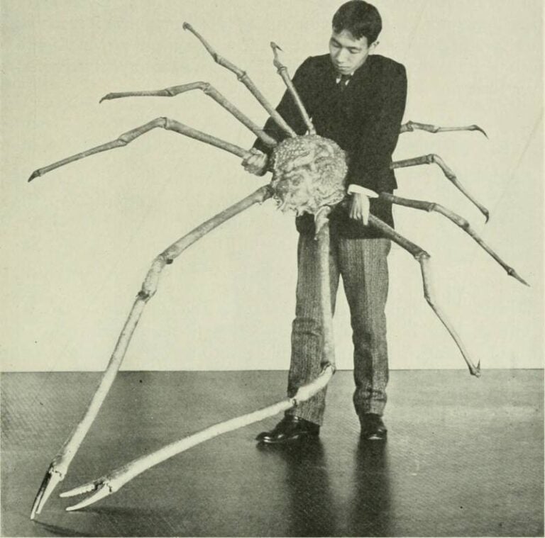 Meet The Japanese Spider Crab, The 'Daddy Long Legs Of The Sea'