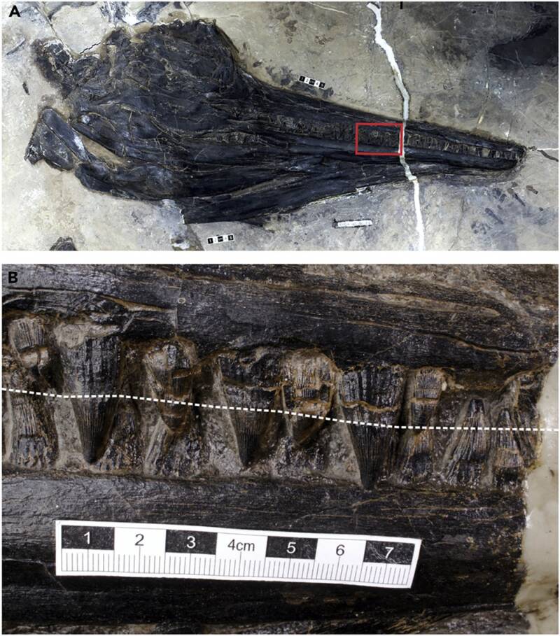 Fossilized Guizhouichthyosaurus Teeth