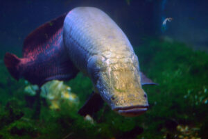 How The Arapaima Fish Has Survived For 23 Million Years