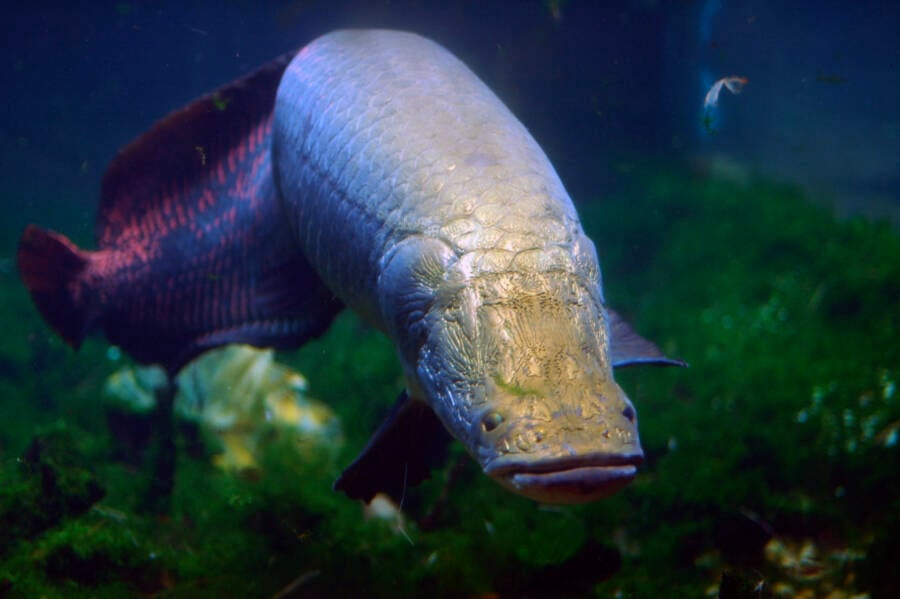 Front View Of Arapaima